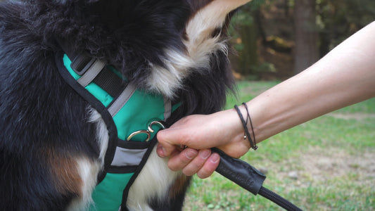 Correa Personalizable Diferentes Modelos y Colores