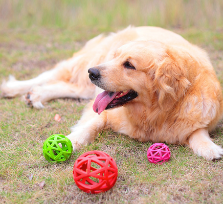 PELOTA INTERACTIVA TIPO RED