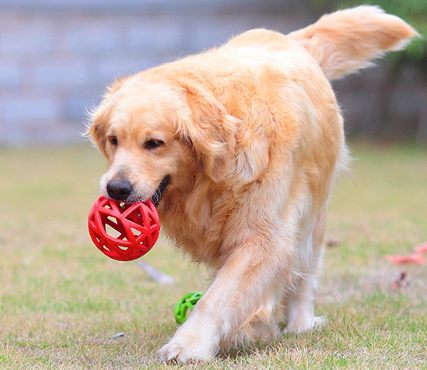 PELOTA INTERACTIVA TIPO RED