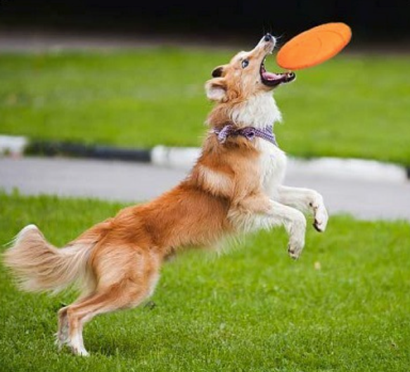 FRISBEE