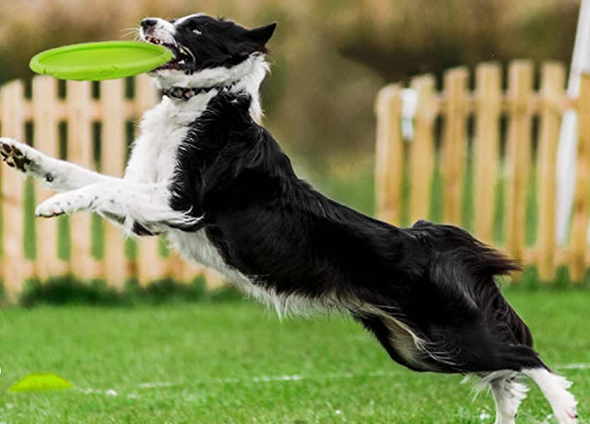 FRISBEE