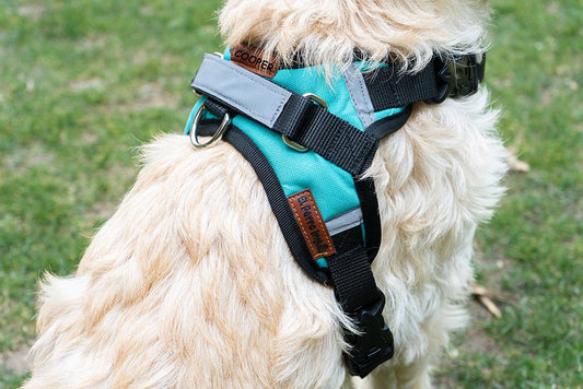 ARNÉS PERSONALIZABLE CON EL NOMBRE DE SU PERRO