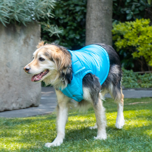 CHALECO PERSONALIZABLE CON EL NOMBRE DE SU PERRO