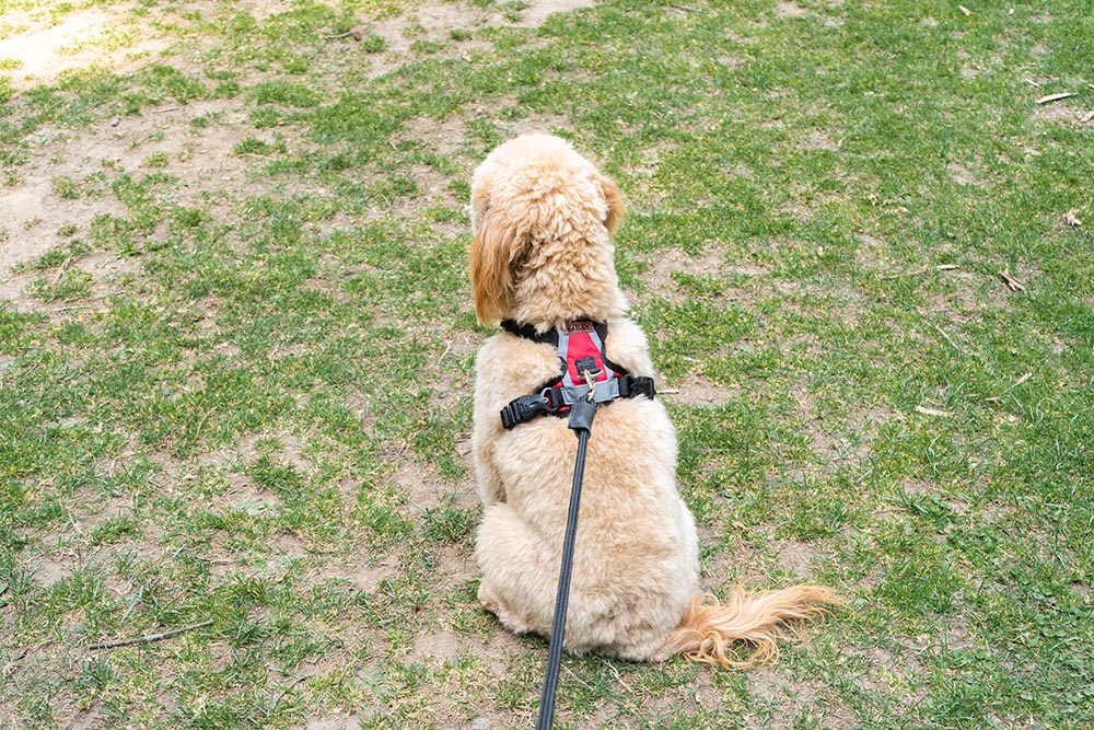 ARNÉS DOBLE AGARRADERA PERSONALIZABLE CON EL NOMBRE DE SU PERRO