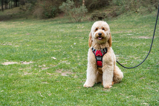ARNÉS DOBLE AGARRADERA PERSONALIZABLE CON EL NOMBRE DE SU PERRO