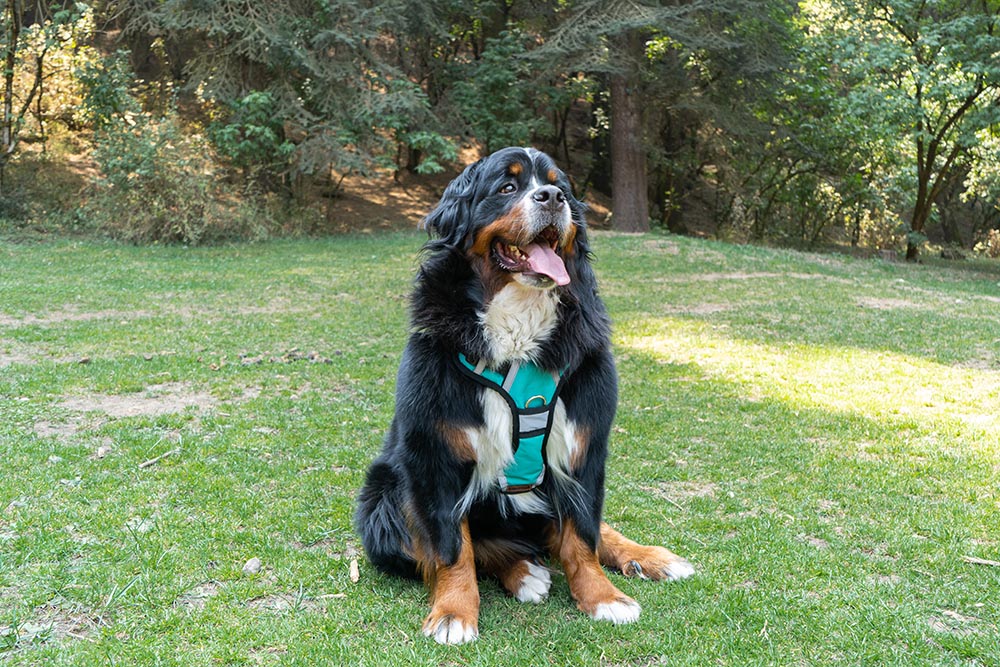 ARNÉS DOBLE AGARRADERA PERSONALIZABLE CON EL NOMBRE DE SU PERRO