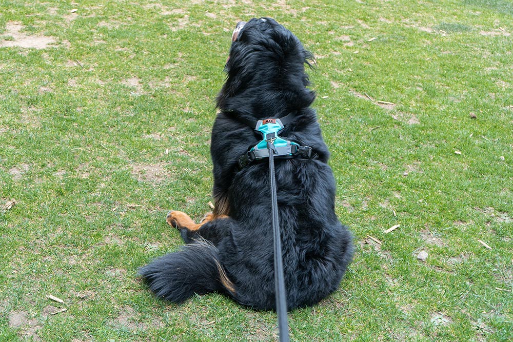 ARNÉS DOBLE AGARRADERA PERSONALIZABLE CON EL NOMBRE DE SU PERRO