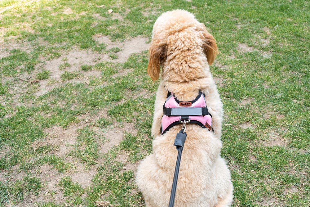 ARNÉS PERSONALIZABLE CON EL NOMBRE DE SU PERRO