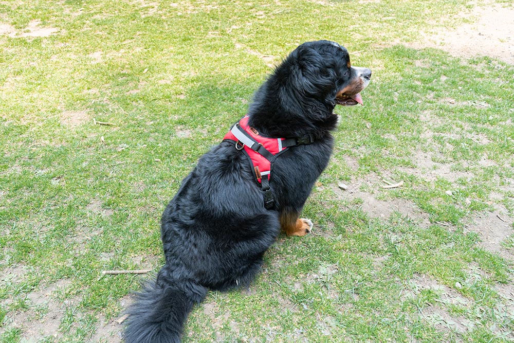 ARNÉS PERSONALIZABLE CON EL NOMBRE DE SU PERRO