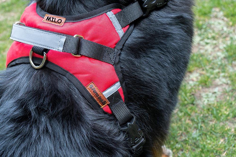 ARNÉS PERSONALIZABLE CON EL NOMBRE DE SU PERRO