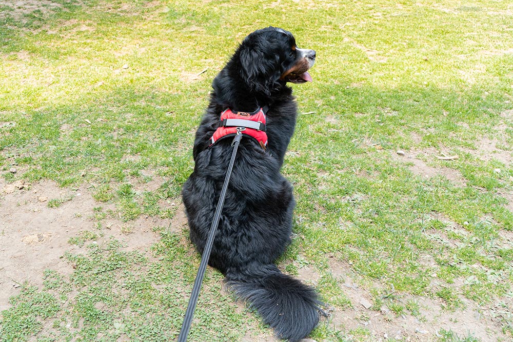ARNÉS PERSONALIZABLE CON EL NOMBRE DE SU PERRO