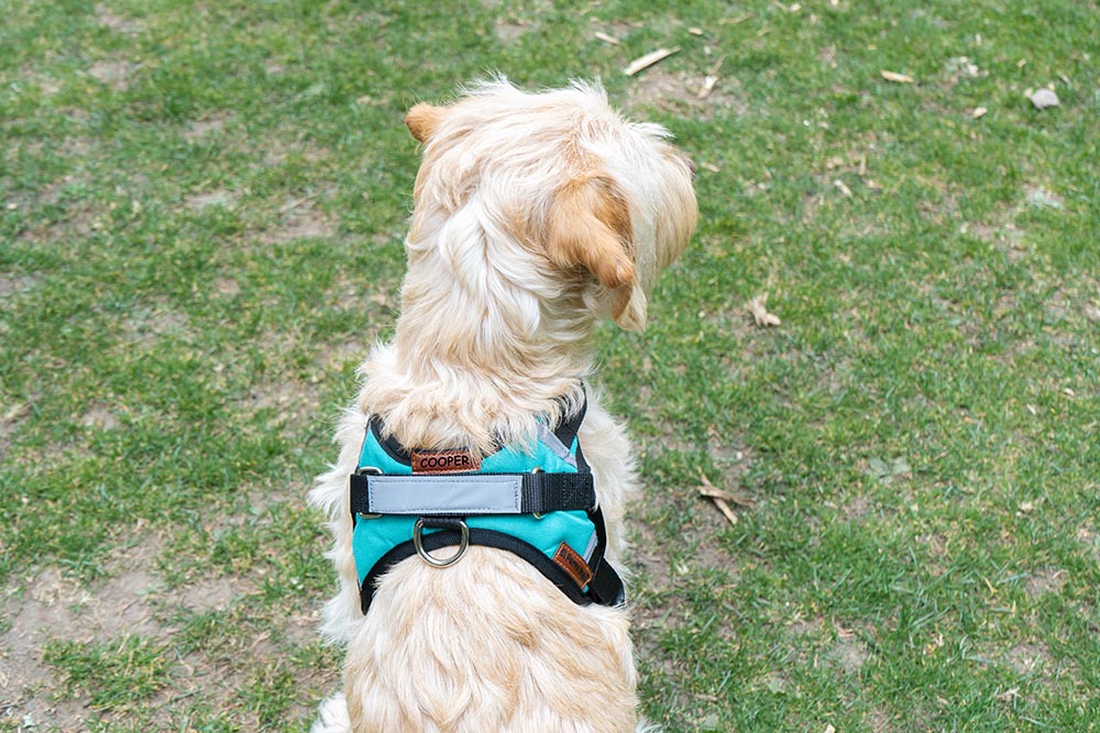 ARNÉS PERSONALIZABLE CON EL NOMBRE DE SU PERRO