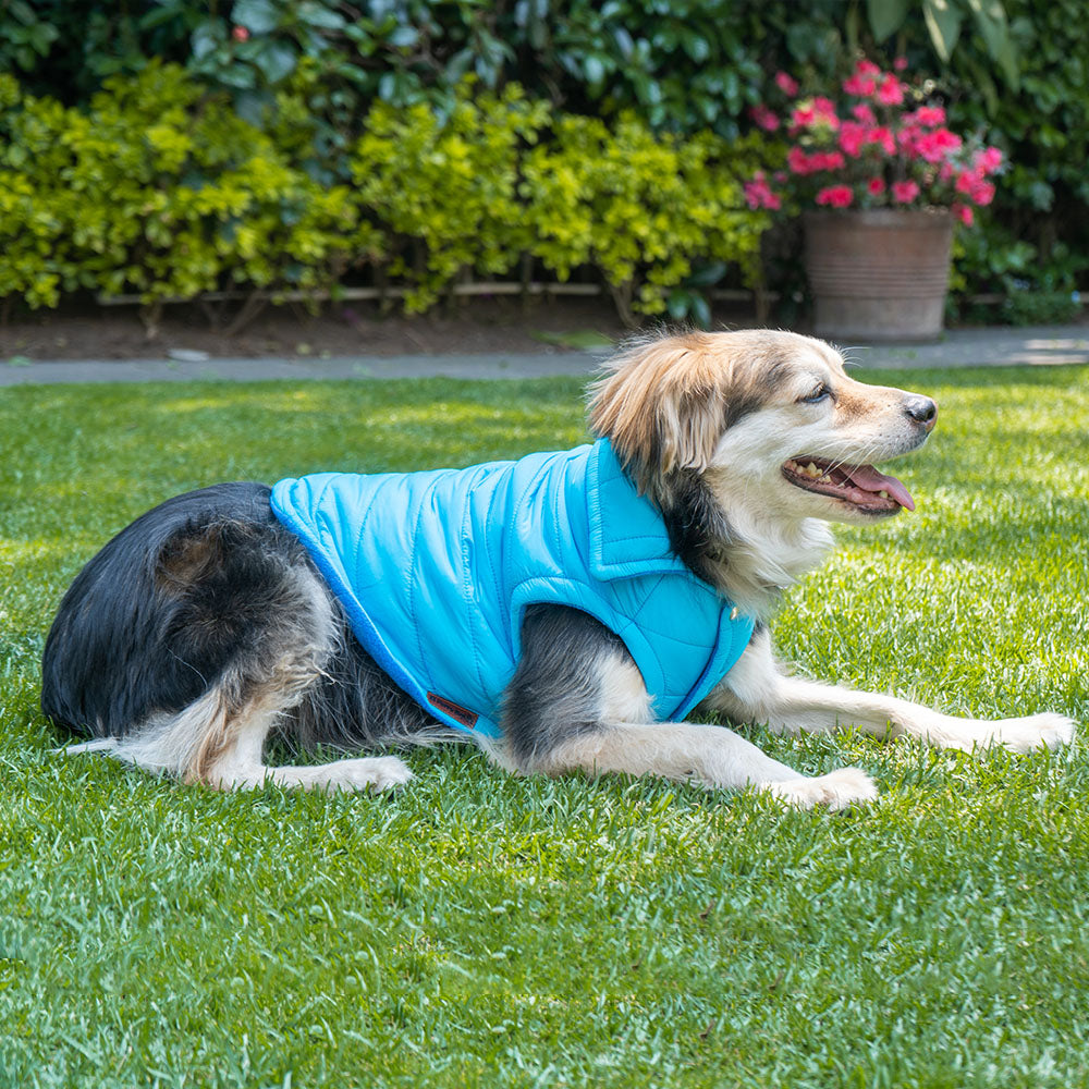 CHALECO PERSONALIZABLE CON EL NOMBRE DE SU PERRO