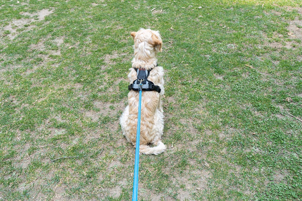 ARNÉS DOBLE AGARRADERA PERSONALIZABLE CON EL NOMBRE DE SU PERRO