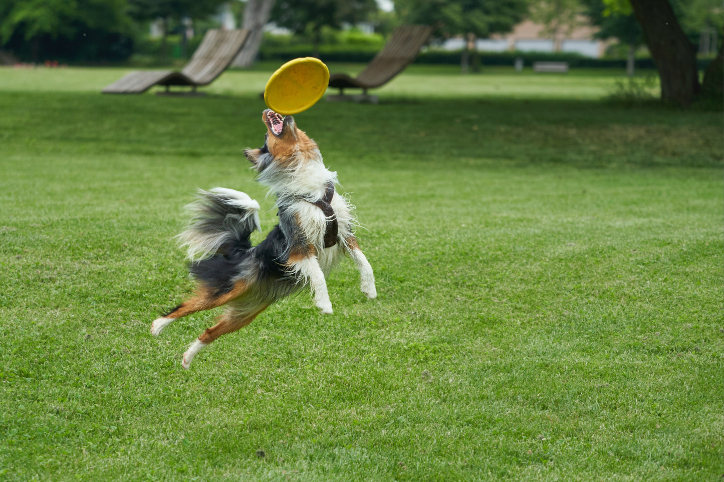 FRISBEE